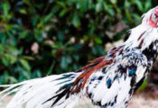 Ayam Blorok vs Ayam Putih - Duel Ayam Jago Kamboja