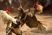 Definisi Sabung Ayam dan Asal Muasal Munculnya Kegiatan ini