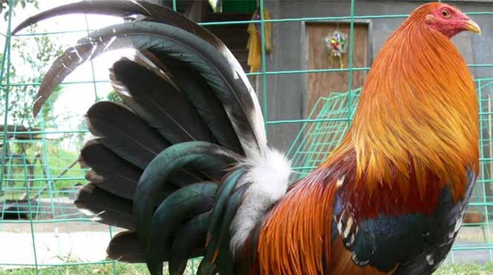 gambar ayam filipina