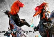 Koleksi Gambar Sabung Ayam (Cockfight) PNG